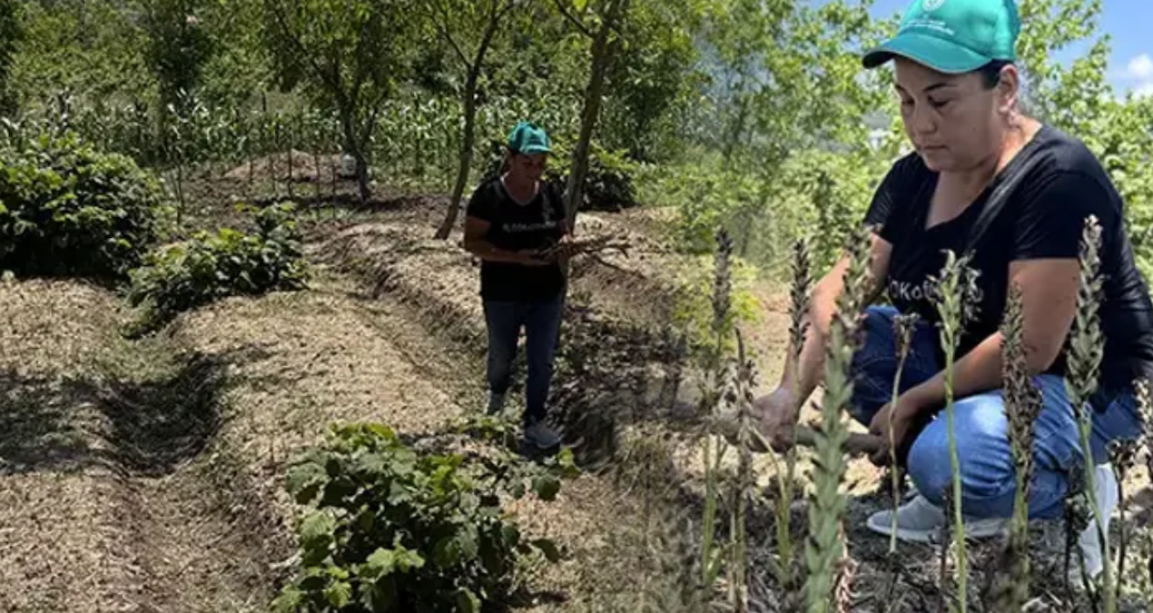 Özel izinle ekmeye başladı: Şimdi servet kazanıyor